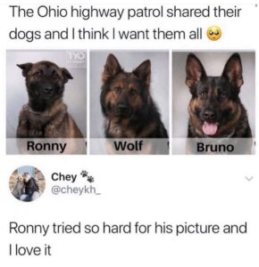 Three police dogs with names Ronny, Wolf, and Bruno under their portraits; Ronny looks slightly awkward. Text below says, “Ronny tried so hard for his picture and I love it.”