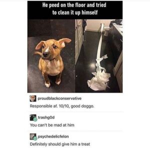 A guilty-looking dog beside a bathroom scene with unrolled toilet paper, captioned “He peed on the floor and tried to clean it up himself.”