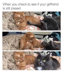 Three-panel image of a gray cat tapping an orange cat, who angrily reacts in the middle panel, with overlay text "When you check to see if your girlfriend is still pissed."