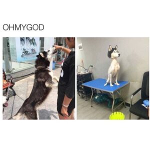 Side-by-side images of a fluffy husky jumping excitedly (left) and the same husky post-grooming with a shaved body and fluffy head, looking stoic on a grooming table (right).
