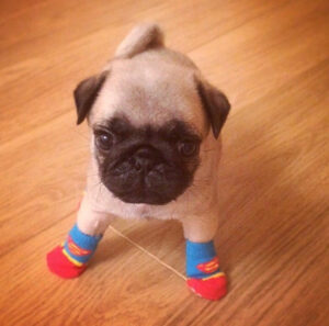 A small pug puppy stands on a wooden floor wearing blue and red Superman socks on its front paws.