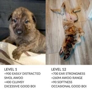 Side-by-side images of a puppy labeled "Level 1" with traits like "+900 Easily Distracted," and an adult dog labeled "Level 12" with updated traits like "+260M Awoo Range."