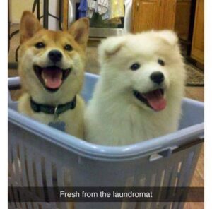 Two fluffy dogs sitting in a laundry basket with the overlaid text “Fresh from the laundromat.”