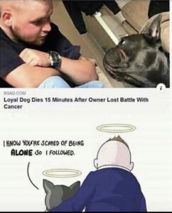 A man sits across from a dog with a headline reading “Loyal Dog Dies 15 Minutes After Owner Lost Battle With Cancer”; below, a cartoon shows the man and dog in heaven with halos, and the dog says, “I know you're scared of being alone so I followed.”