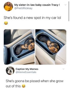 A small fluffy brown-and-black puppy lying curled up inside a car cupholder, with tweets joking about her comfortable new spot and what happens when she outgrows it.